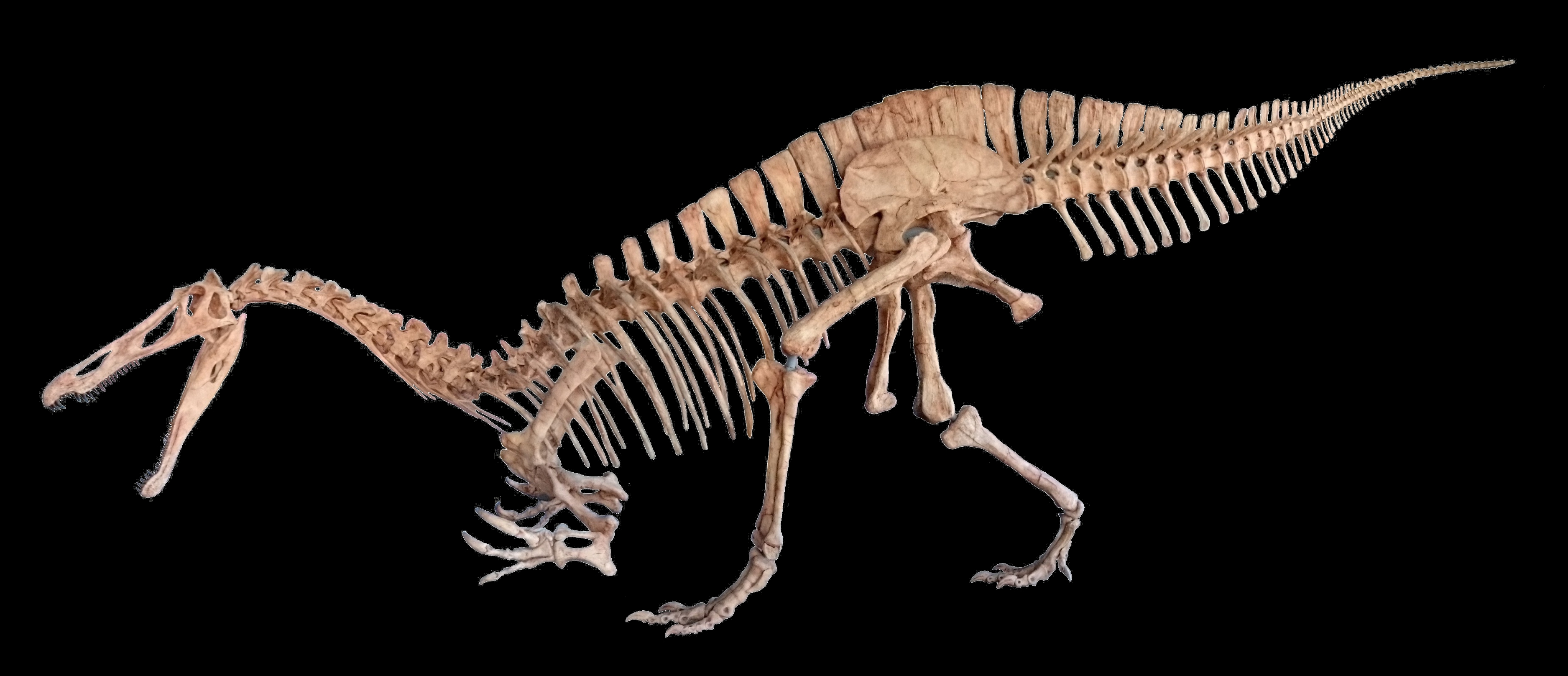 Image sourcé de https://commons.wikimedia.org/wiki/File:Suchomimus_black_background.jpg une dinosaure